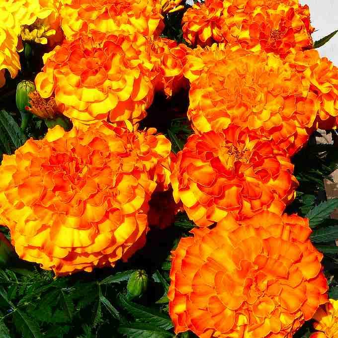 マリーゴールド エンデュランス サンセットゴールド 3.5号 三倍体 大輪