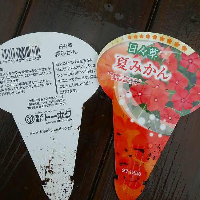 日々草 苗 夏みかん オレンジ色 ニチニチソウ 3.5号 夏の花壇苗 260521