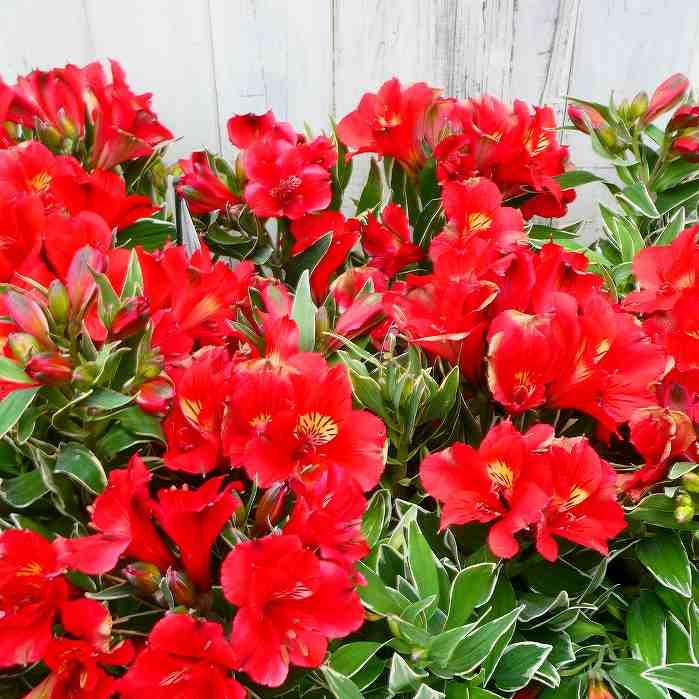 アルストロメリア 苗 カティアナ 斑入り 赤花 3.5号 エレガント