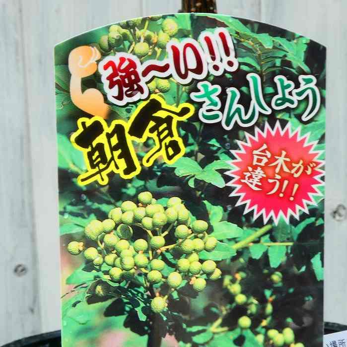 強い台木の山椒 朝倉山椒 苗木 苗 実なり種 3.5号ポット 接ぎ木 ハーブ
