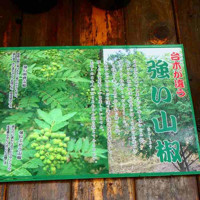 強い台木の山椒 朝倉山椒 苗木 苗 実なり種 3.5号ポット 接ぎ木 ハーブ