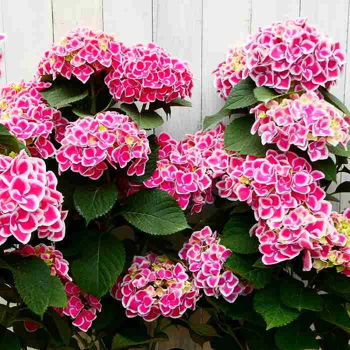アジサイ チボリ タワー仕立て 全高70cm ピンク花 白覆輪 アジサイ チボリ タワー仕立て 全高70cm ピンク花 白覆輪