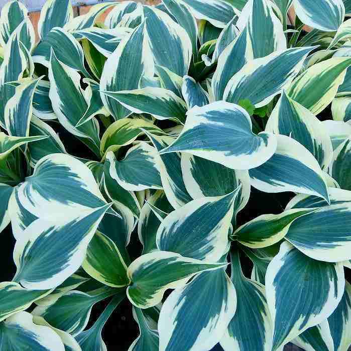 ギボウシ 苗 フィルンライン ファーンライン 斑入り 6号 ホスタ 擬宝珠