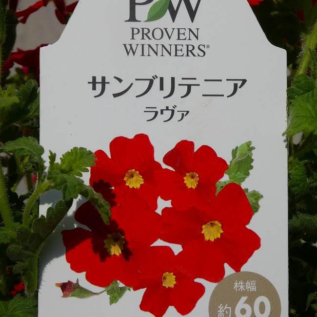 サンブリテニア 苗 ラヴァ 3.5号 PW 赤花 春〜秋まで咲く 260512