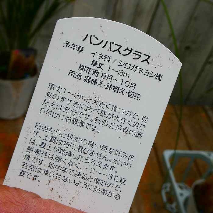 パンパスグラス 苗 ホワイトフェザー 3.5号 宿根草 ススキ 260528