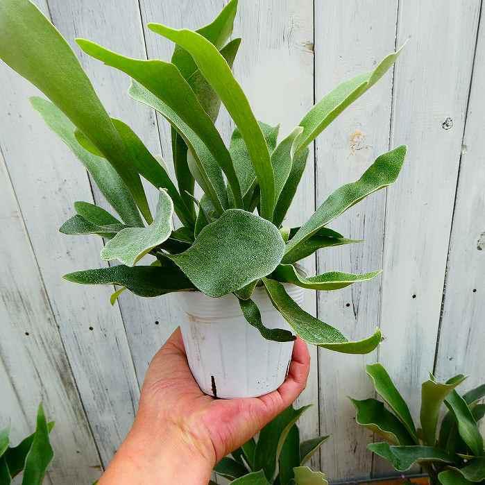 コウモリラン 苗 3.5号ポット ネザーランド ビカクシダ 観葉植物