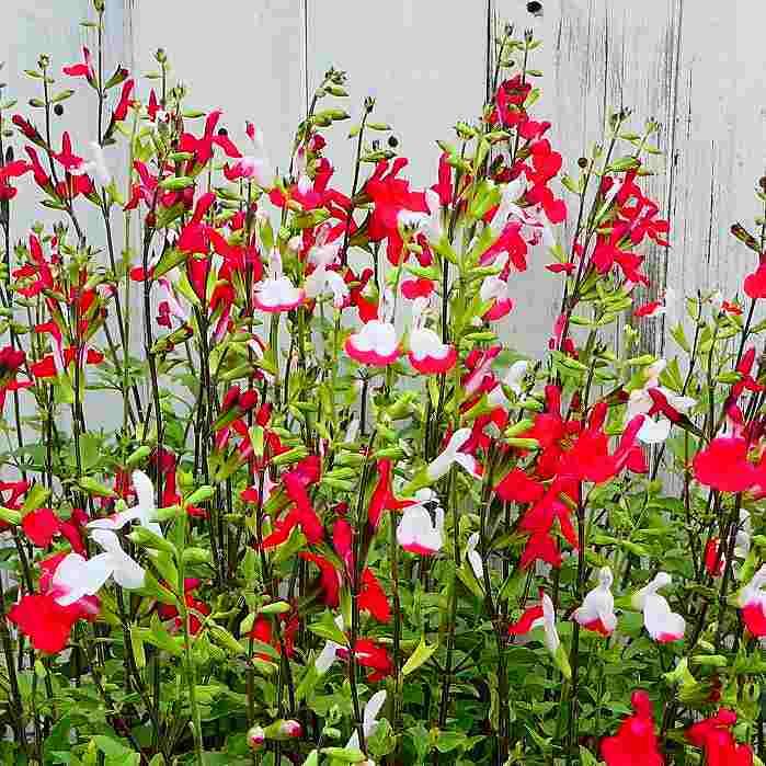 サルビア ホットリップス 苗 チェリーセージ 赤白 3.5号 花苗 花壇苗