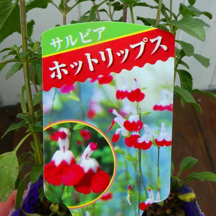 サルビア ホットリップス 苗 チェリーセージ 赤白 3.5号 花苗 花壇苗
