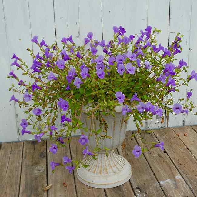 スーパートレニア ブルーリバー スタンド鉢植え 直径25cm 寄せ植え 夏