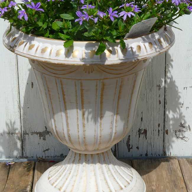 スカエボラ 苗 青花 タッチ ブルーファンフラワー スタンド鉢植え 直径
