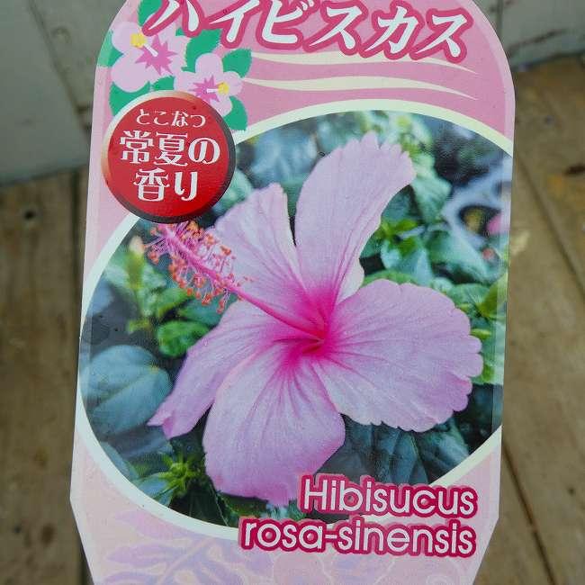 ハイビスカス 苗 淡ピンク 品種不明 3号 熱帯花木 夏の花 260528