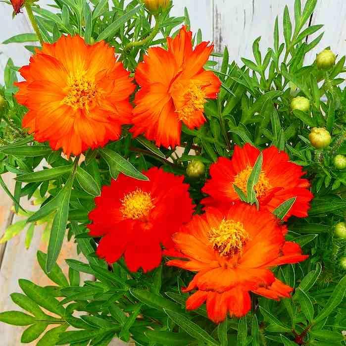 黄花コスモス 苗 レッド 赤花 1ポット 3.5号 秋の花苗 黄色コスモス