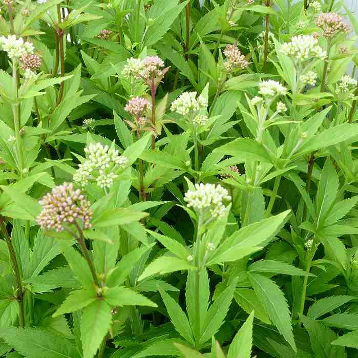 フジバカマ 苗 赤白寄せ植え 藤袴 3号 山野草 宿根草 秋の花 フジバカマ 苗 赤白寄せ植え 藤袴 3号 山野草 宿根草 秋の花