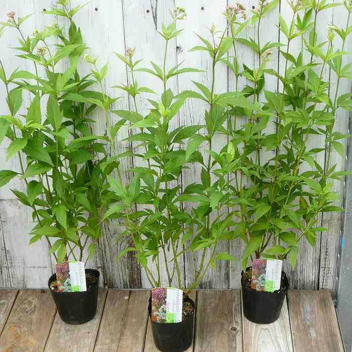 フジバカマ 苗 赤白寄せ植え 藤袴 3号 山野草 宿根草 秋の花 241001