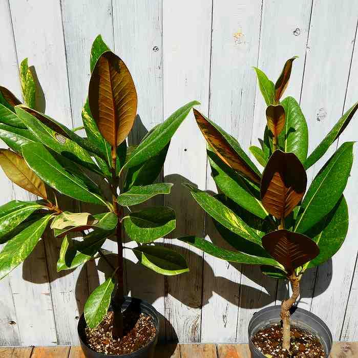 タイサンボク 斑入り 苗 6号鉢 泰山木 苗木 植木 白い大輪の花 常緑樹