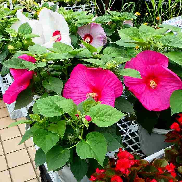白アメリカフヨウ／大株 芙蓉 アメリカフヨウ 白花 苗 大株 6号 西洋芙蓉 アメリカ芙蓉 250620