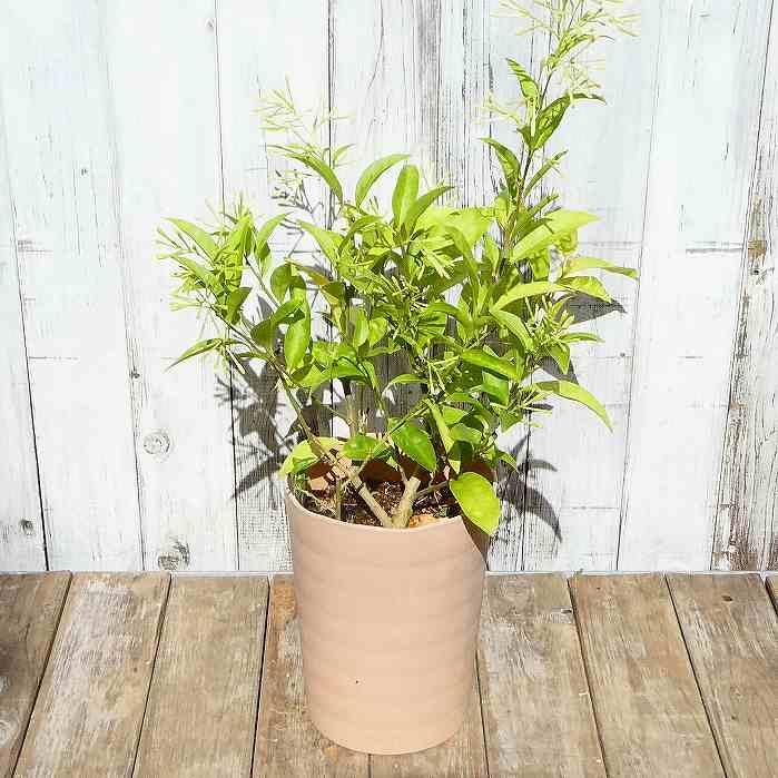 ヤコウボク 苗 夜香木 夜香花 行灯仕立て 4号 香りの花 ナイト