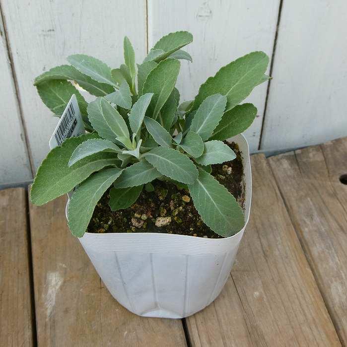 ホワイトセージ 苗 3.5号 セージ 浄化 ハーブ 251028 : お花処 昌山園