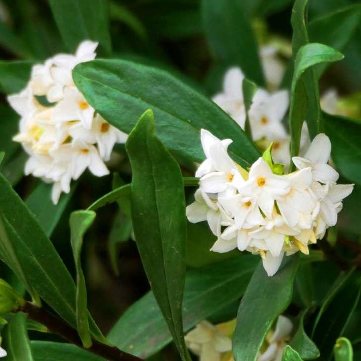 沈丁花 苗木 ジンチョウゲ 赤花 3 5号 苗木 鉢植え 香りの花 常緑樹 低木 植木 花木 Compass お花処 昌山園 通販 Yahoo ショッピング