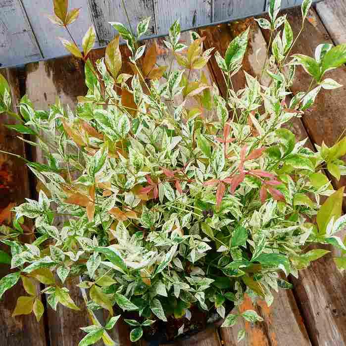 植木 南天 斑入り トワイライト 5号ポット 低木 グランドカバー ピンク花 9 22 Compass お花処 昌山園 通販 Yahoo ショッピング