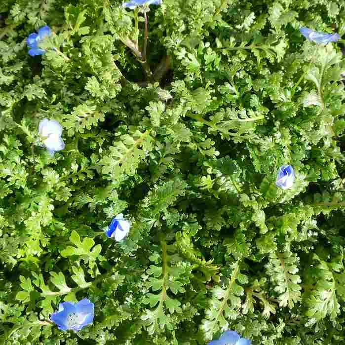 ネモフィラ 苗 3.5号 青花 耐寒性強 春の花 260407 : お花処 昌山園