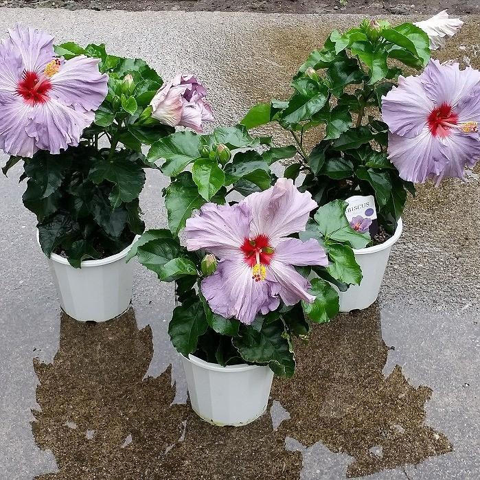 ハイビスカス デニムブルー 苗 鉢植え 大輪種 青 紫 5号鉢 珍しい