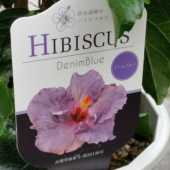 ハイビスカス デニムブルー 苗 鉢植え 大輪種 青 紫 5号鉢 珍しい
