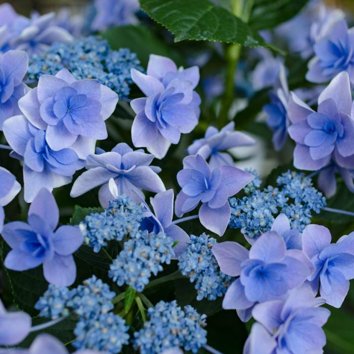 花苗 あじさい 金平糖 3 5号 コンペイトウ 青花 水色 空色 額アジサイ ハイドランジア 庭園 ガーデニング 7 15 Compass お花処 昌山園 通販 Yahoo ショッピング