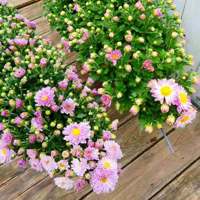 菊 小菊 淡ピンク 懸崖仕立て 6号鉢 鉢植え 鉢花 261013 : お花処 昌