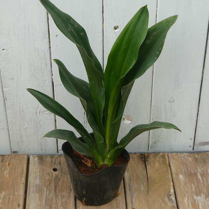 オモト 苗 万年青 3.5号 青葉 観葉植物 室内用 引っ越し 縁起物 251028