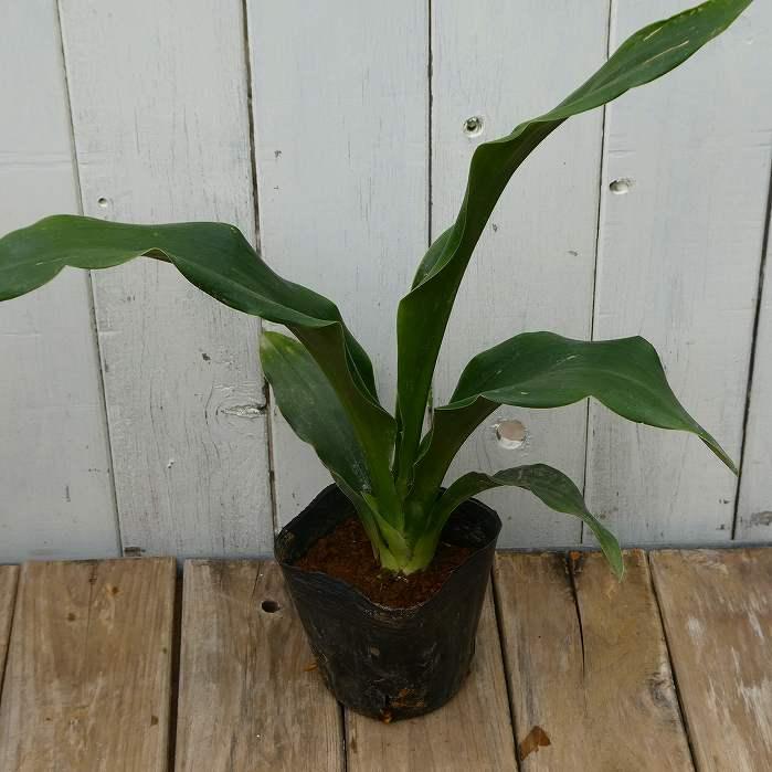 オモト 苗 万年青 3.5号 青葉 観葉植物 室内用 引っ越し 縁起物 260108