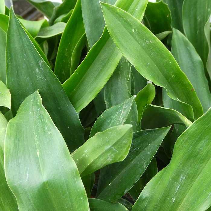 オモト 苗 万年青 3.5号 青葉 観葉植物 室内用 引っ越し 縁起物 260324