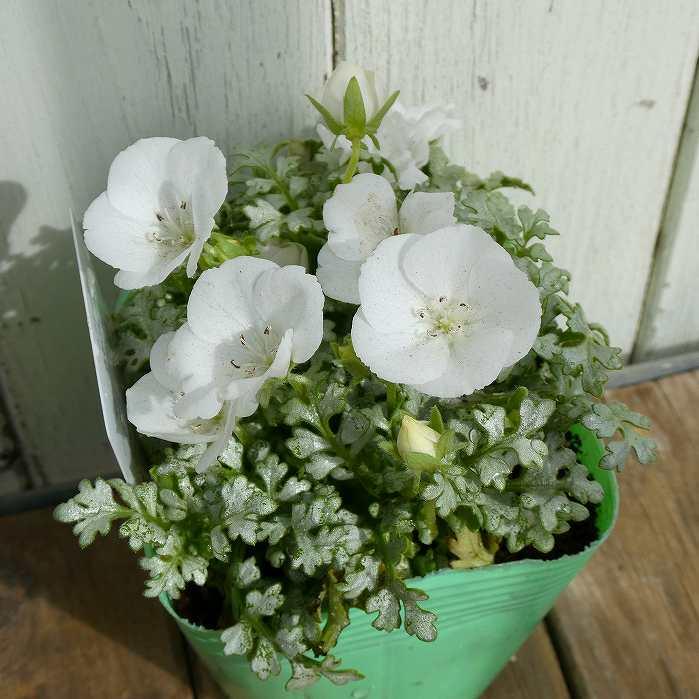 ネモフィラ 苗 Zシリーズ ホワイト 白花 シルバーリーフ 3.5号 春の花
