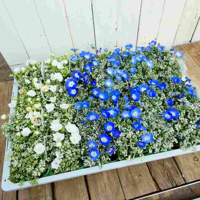 ネモフィラ 苗 Zシリーズ ホワイト 白花 シルバーリーフ 3.5号 春の花