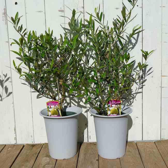 オリーブ コラティーナ 6号鉢 充実株 シンボルツリー 庭木 植木 常緑樹