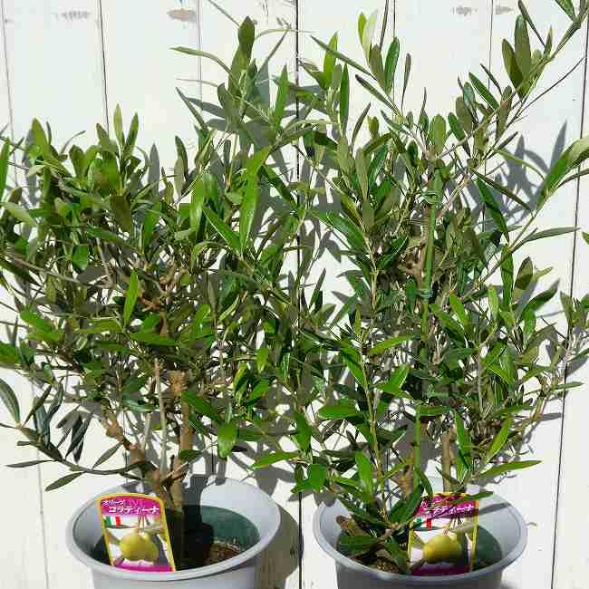 オリーブ コラティーナ 6号鉢 充実株 シンボルツリー 庭木 植木 常緑樹