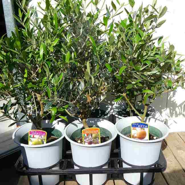 オリーブ コラティーナ 6号鉢 充実株 シンボルツリー 庭木 植木 常緑樹