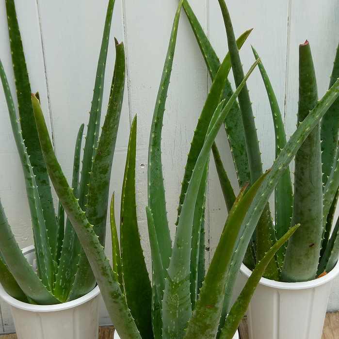 アロエ ベラ 苗 4号鉢 1鉢 鉢植え 全高60cm 多肉植物 観葉植物 251111