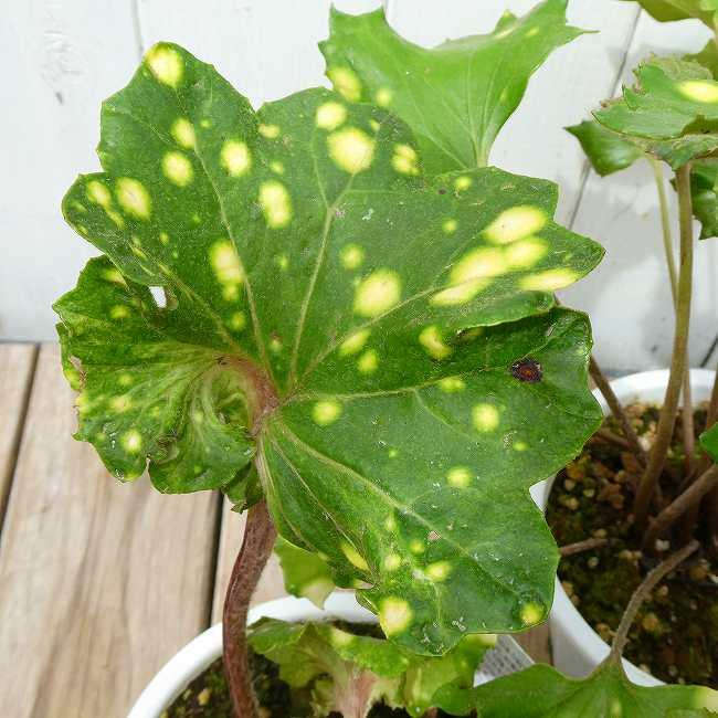ツワブキ 技芸天 4号鉢 星斑 石蕗 山野草 和風庭園 260423 : お花処 昌