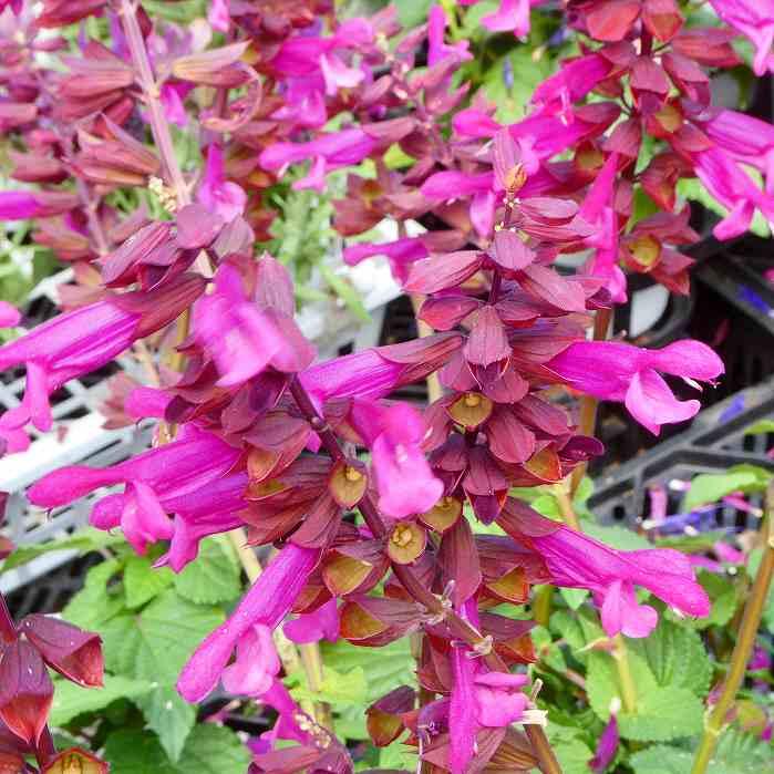 栄養系サルビア　ローマンレッドとリトルバードおしゃれな4寸鉢ごと2個 苗　植物 栄養系サルビア ローマンレッドとリトルバードおしゃれな4寸鉢ごと2個 苗