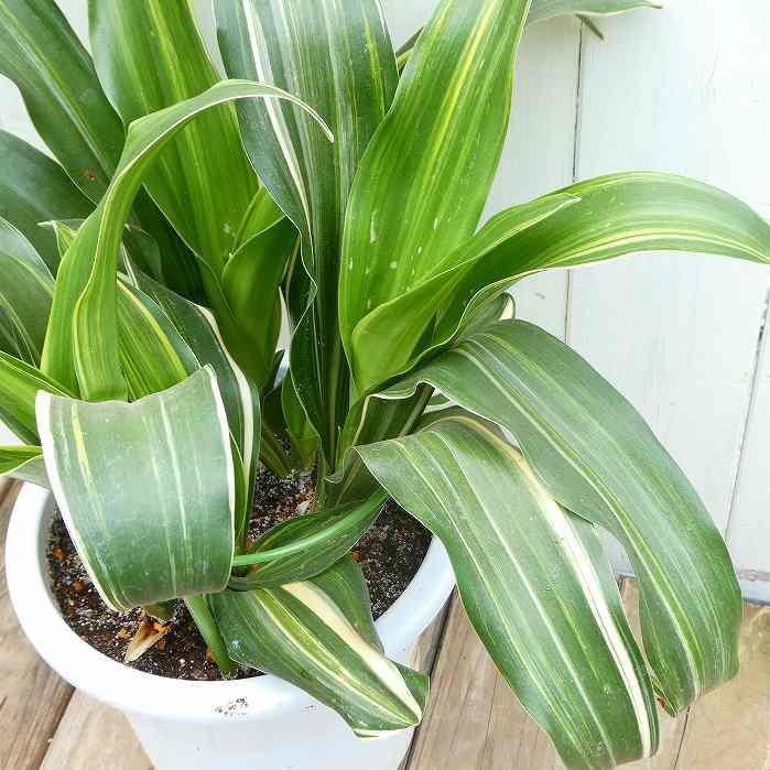 オモト 万年青 6号 斑入り 現品1 観葉植物 室内用 引っ越し 縁起物