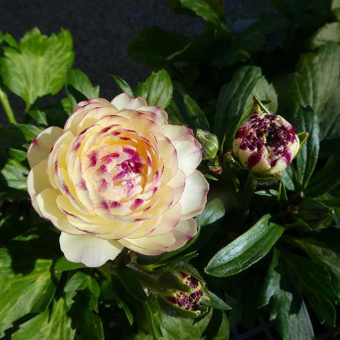 ラナンキュラス ラックス ペネロペ 4号ポット 白花 苗 耐寒性 宿根草