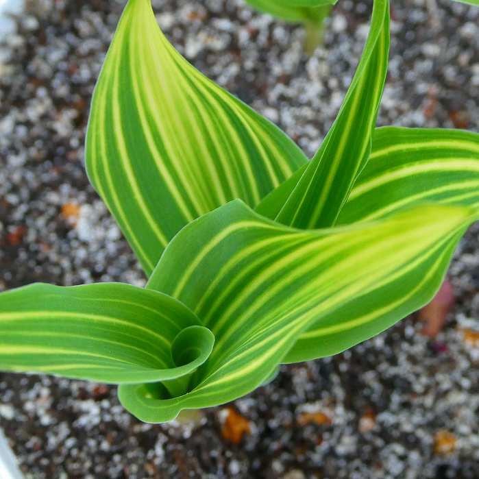 斑入り スズラン 苗 ドイツスズラン 3.5号 ドイツ鈴蘭 宿根草 山野草
