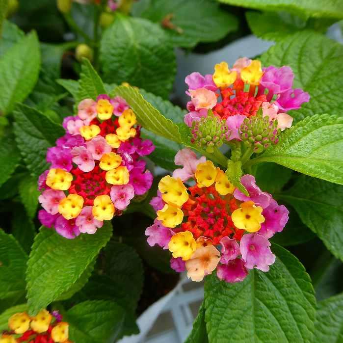 ランタナ 苗 ジェム ピンクオパール 1ポット 3.5号 夏の花 夏花壇