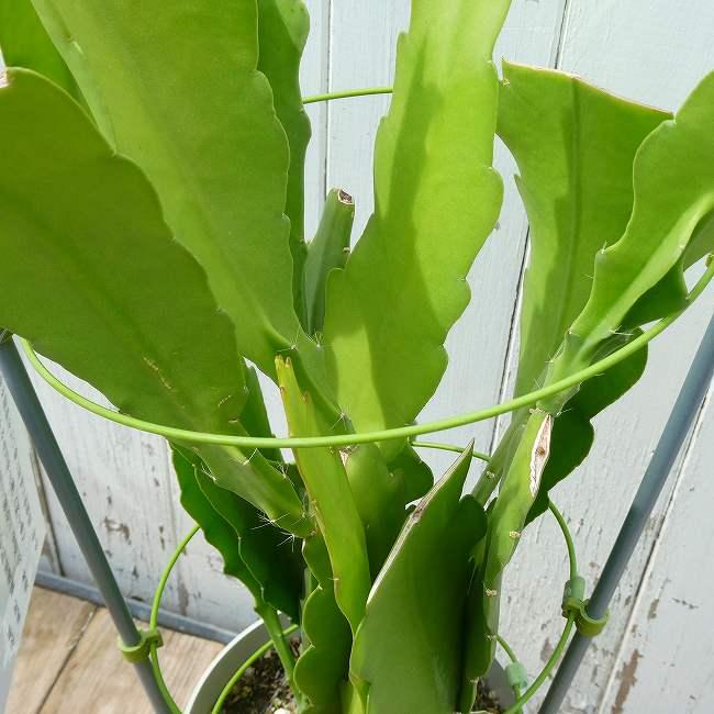 孔雀サボテン ホワイトマジック 白花 5号鉢 多肉植物 充実株 260616