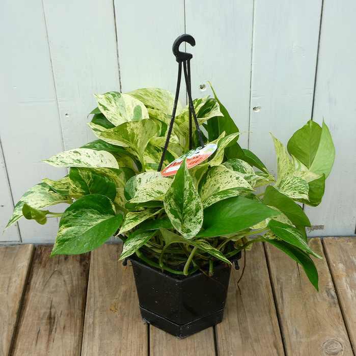 ポトス マーブルクイーン 5号吊り鉢 斑入り 観葉植物 枝垂れる