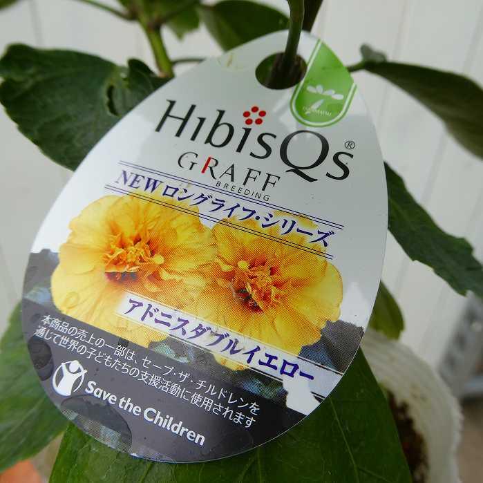 ハイビスカス 苗 3.5号 アドニスダブルイエロー ニューロング