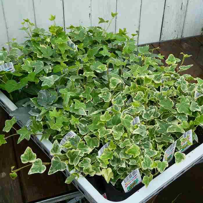 アイビー 小型苗 根付き3種 アイビー 苗 エバ 3号 斑入り 観葉植物 グリーン 260604 : お花処 昌