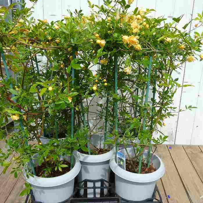 モッコウバラ 苗 黄色八重 6号 バラ苗 木香薔薇 ツルバラ 260331