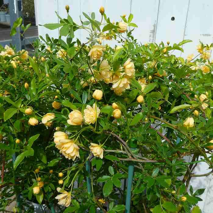 モッコウバラ 苗 黄色八重 6号 バラ苗 木香薔薇 ツルバラ 260331